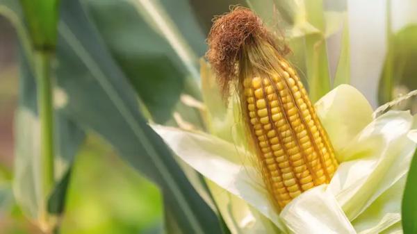 Кукурузный коллапс: казахстанские аграрии ищут пути сбыта своей продукции