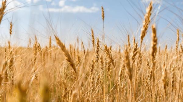 Ценовой "штиль" на рынке зерна: что вызывает беспокойство производителей