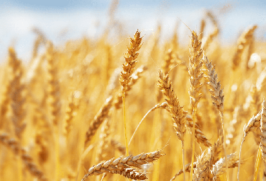 
        Экспорт пшеницы и меслина вырос на 21% в тоннах, однако менее чем на 3% — в деньгах            